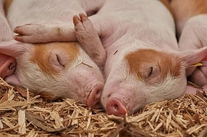 Schwein, Tier&nbsp;&copy;&nbsp;Pixabay